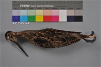 藏品(中地鷸)的圖片